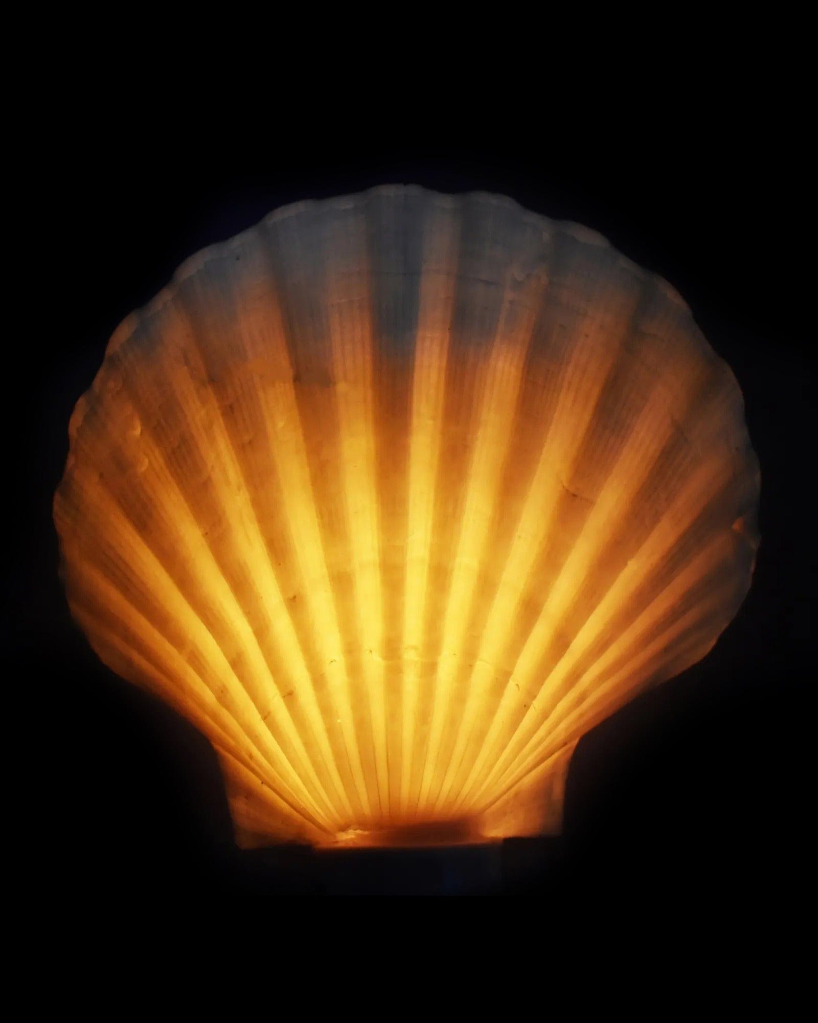 Mijn winkel Shell Night Light